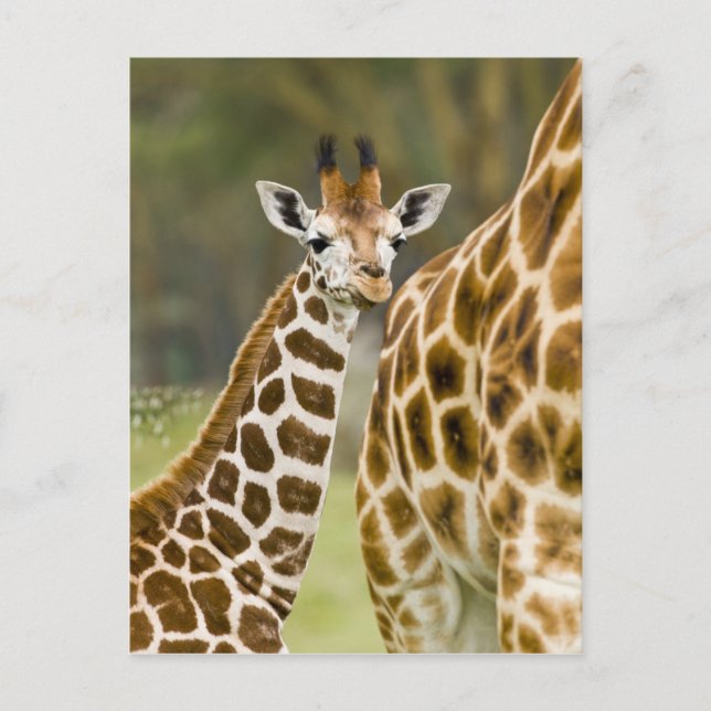 Afrika. Kenya. Rothschilds giraff unge Vykort (Framsida)