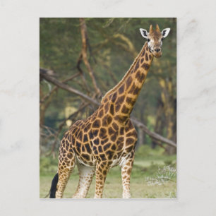 Afrika. Kenya. Rothschilds giraff vid sjö 2 Vykort