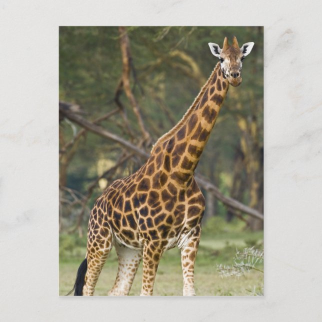 Afrika. Kenya. Rothschilds giraff vid sjö 2 Vykort (Framsida)