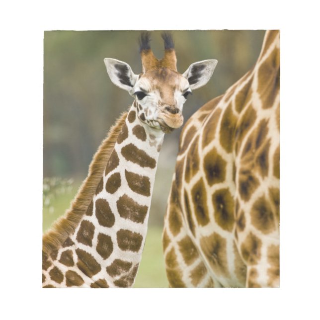 Afrika. Kenya. Rothschild's Giraffe baby Anteckningsblock (Framsida)