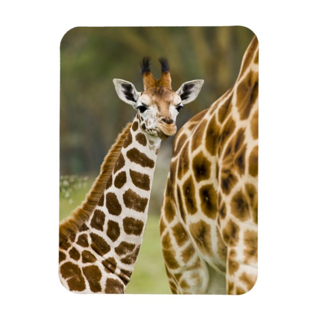 Afrika. Kenya. Rothschild's Giraffe baby Magnet (Vertikal)