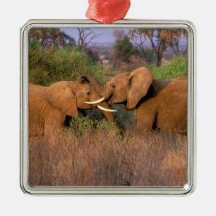 Afrika, Kenya, Samburu. Elefantutmaning Julgransprydnad Metall