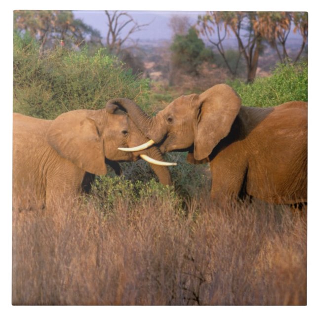Afrika, Kenya, Samburu. Elefantutmaning Kakelplatta (Framsidan)