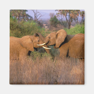 Afrika, Kenya, Samburu. Elefantutmaning Magnet
