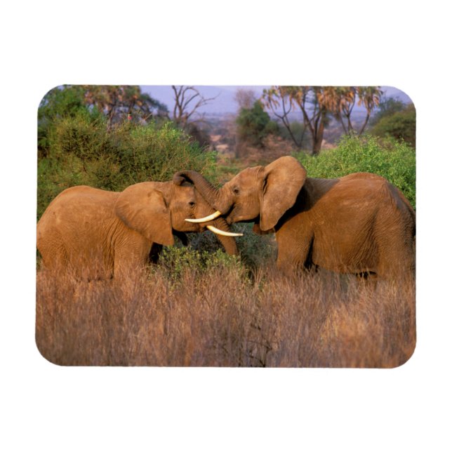 Afrika, Kenya, Samburu. Elefantutmaning Magnet (Horisontell)