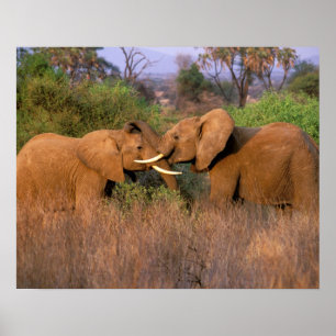 Afrika Kenya, Samburu. Elefantutmaning Poster