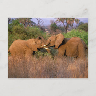 Afrika, Kenya, Samburu. Elefantutmaning Vykort