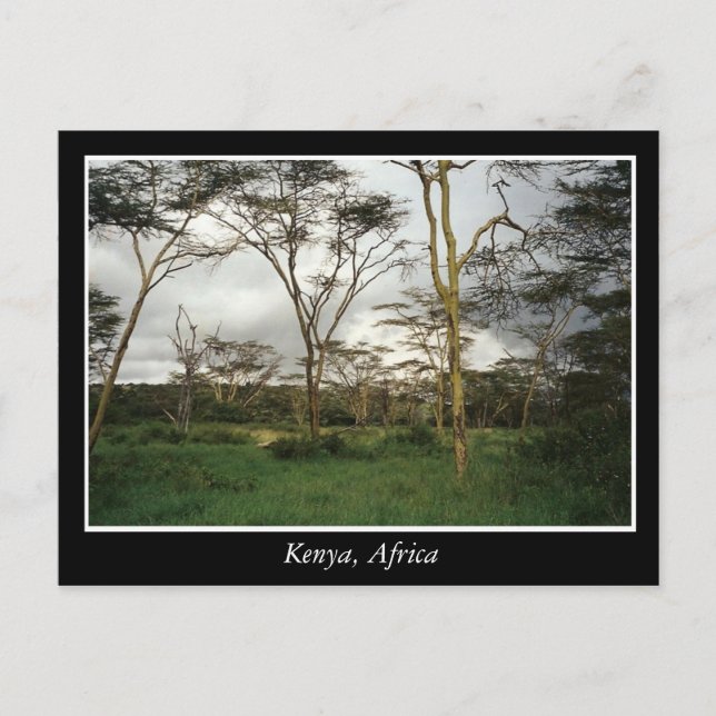 Afrika Kenya vild mark Vykort (Framsida)