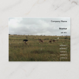 Afrika Kenya vilda djur Visitkort