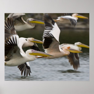 Afrika. Kenya. Vitpelikaner under flygning i Sjö Poster