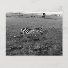 Afrika Kenya Zebra i Vilden Vykort