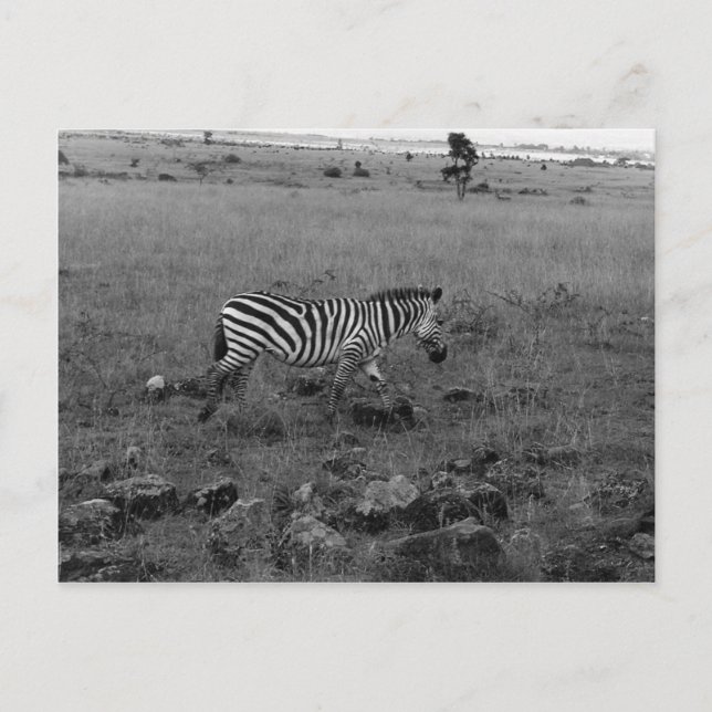 Afrika Kenya Zebra i Vilden Vykort (Framsida)
