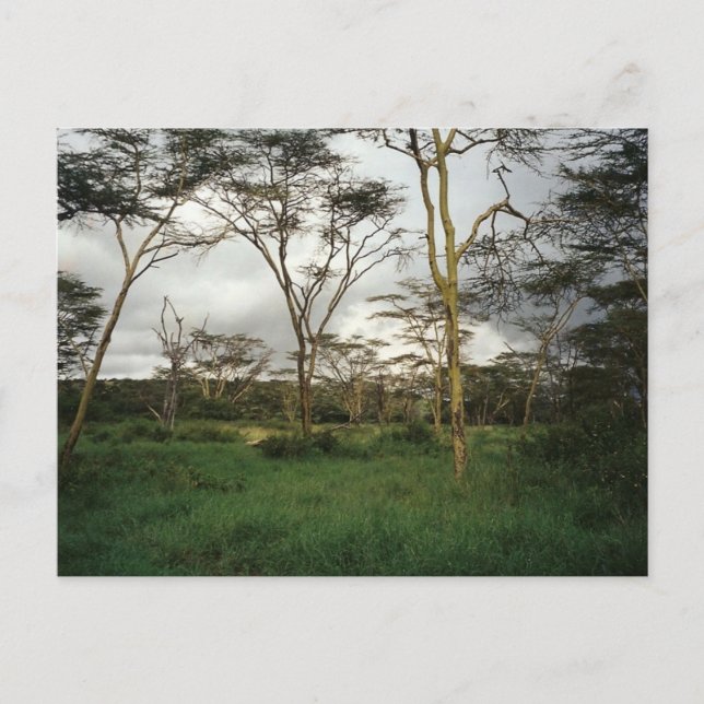 Afrika Kenyas vild Vykort (Framsida)