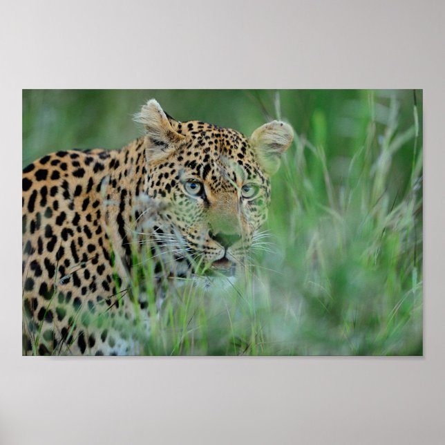 Afrika Leopard Poster (A close-up shot captures a leopard amidst tall green grass!)