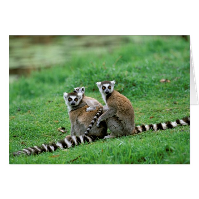 Afrika, Madagaskar, Antananarivo, Tsimbaza Hälsningskort (Framsidan Horizontal)