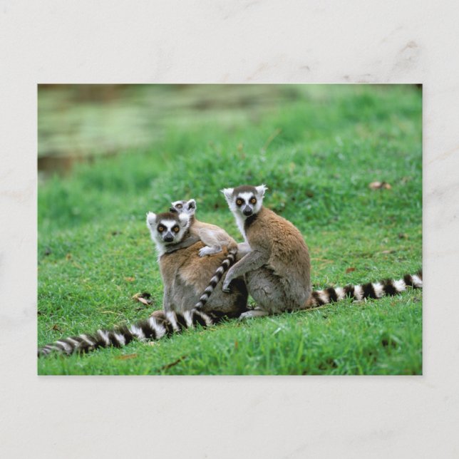 Afrika, Madagaskar, Antananarivo, Tsimbaza Vykort (Framsida)