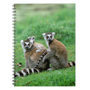 Afrika, Madagaskar, Antananarivo, Tsimbazaza Anteckningsbok