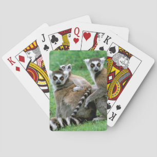 Afrika, Madagaskar, Antananarivo, Tsimbazaza Casinokort