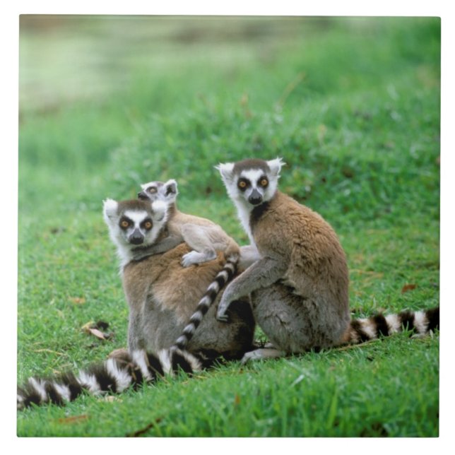 Afrika, Madagaskar, Antananarivo, Tsimbazaza Kakelplatta (Framsidan)