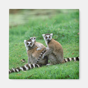 Afrika, Madagaskar, Antananarivo, Tsimbazaza Magnet