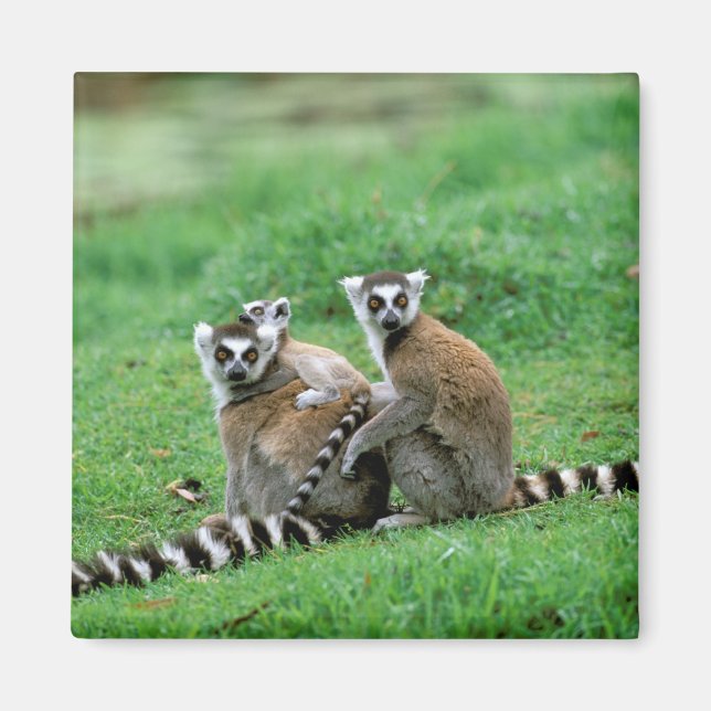 Afrika, Madagaskar, Antananarivo, Tsimbazaza Magnet (Framsidan)