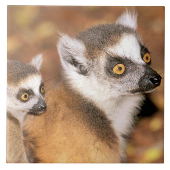 Afrika, Madagaskar, Berenty Private Reserve. Kakelplatta (Framsidan)