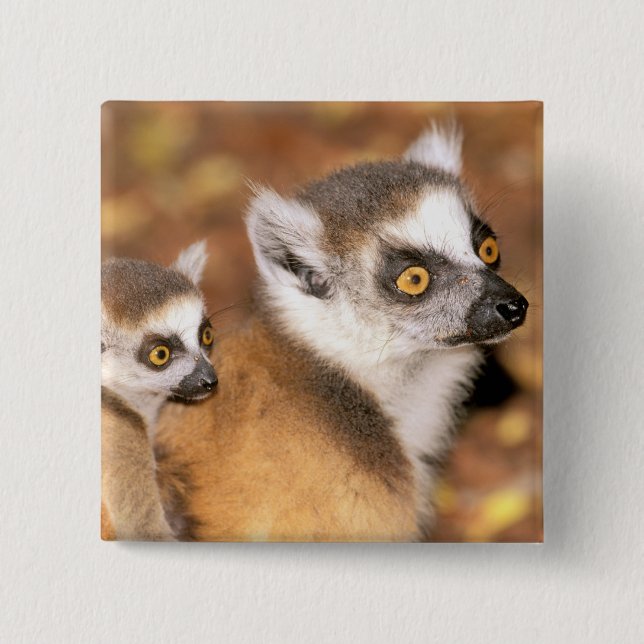 Afrika, Madagaskar, Berenty Private Reserve. Knapp (Framsida)