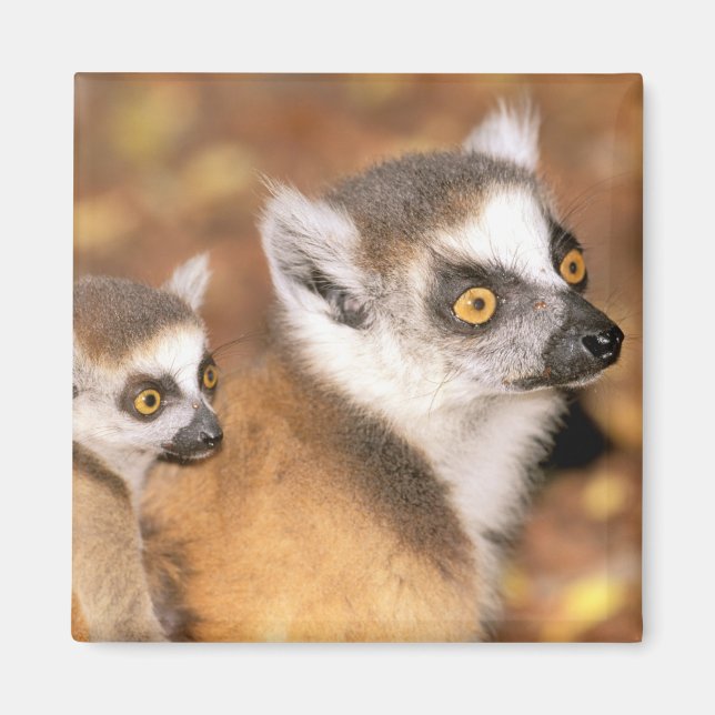 Afrika, Madagaskar, Berenty Private Reserve. Magnet (Framsidan)