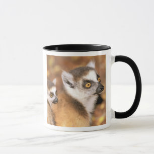 Afrika, Madagaskar, Berenty Private Reserve. Mugg