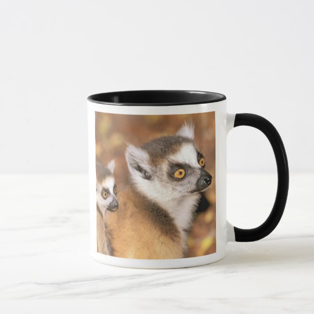 Afrika, Madagaskar, Berenty Private Reserve. Mugg (Höger)