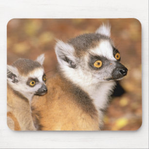 Afrika, Madagaskar, Berenty Private Reserve. Musmatta