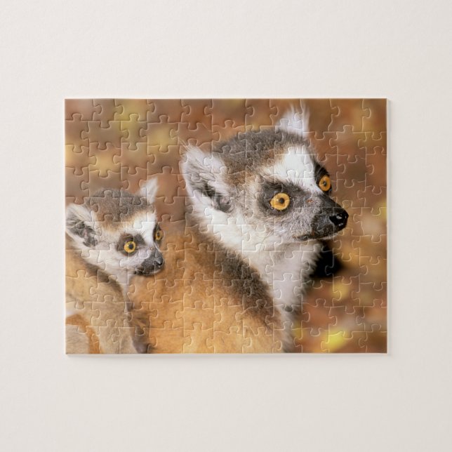 Afrika, Madagaskar, Berenty Private Reserve. Pussel (Horisontell)