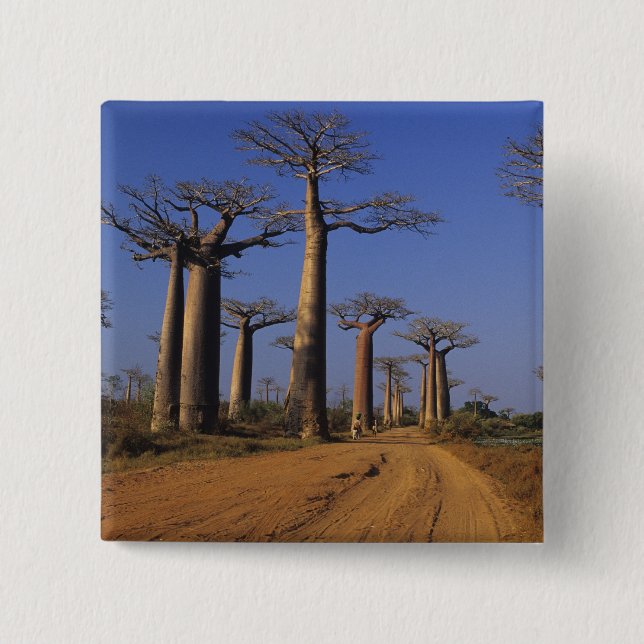 Afrika, Madagaskar, Morondava, Baobab Avenue. Knapp (Framsida)