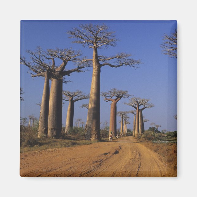 Afrika, Madagaskar, Morondava, Baobab Avenue. Magnet (Framsidan)
