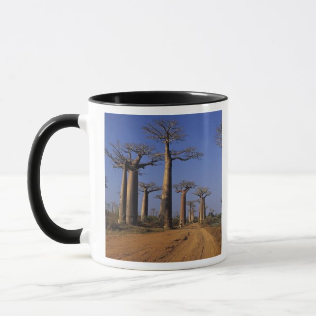 Afrika, Madagaskar, Morondava, Baobab Avenue. Mugg (Vänster)