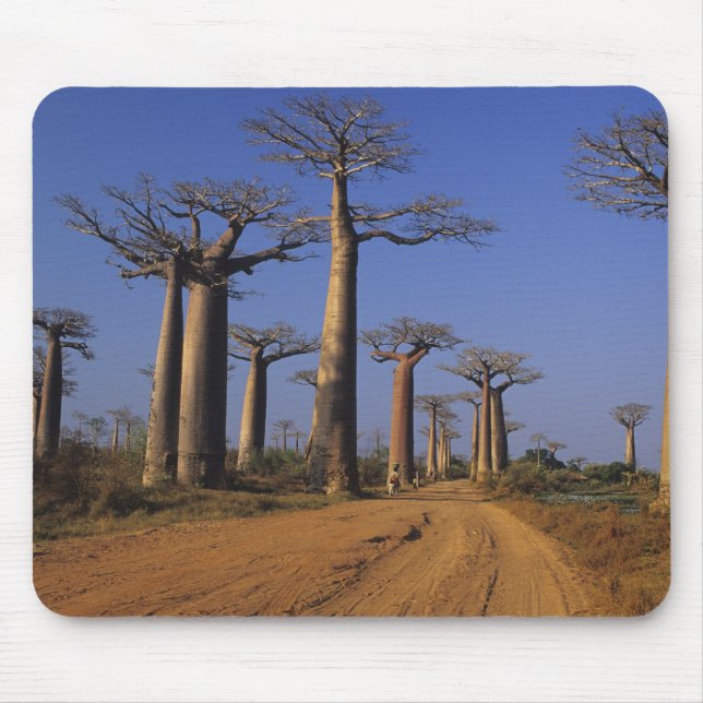 Afrika, Madagaskar, Morondava, Baobab Avenue. Musmatta (Framsidan)