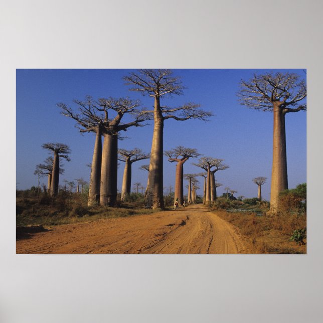 Afrika, Madagaskar, Morondava, Baobab Avenue. Poster (Framsidan)