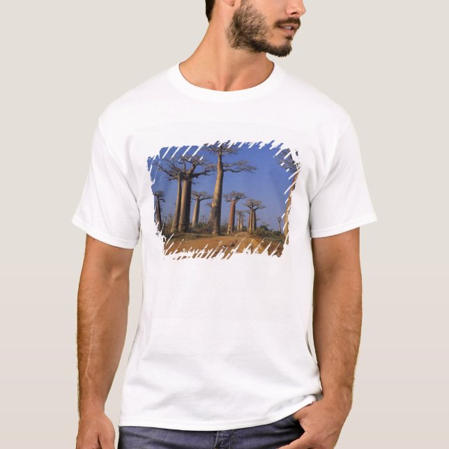 Afrika, Madagaskar, Morondava, Baobab Avenue. T-shirt (Framsida)