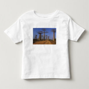 Afrika, Madagaskar, Morondava, Baobab Avenue. Tee
