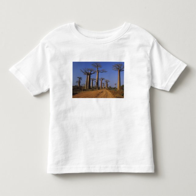 Afrika, Madagaskar, Morondava, Baobab Avenue. Tee (Framsida)