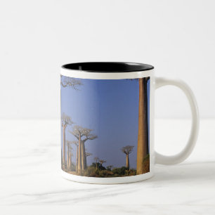 Afrika, Madagaskar, Morondava, Baobab Avenue. Två-Tonad Mugg