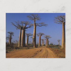 Afrika, Madagaskar, Morondava, Baobab Avenue. Vykort