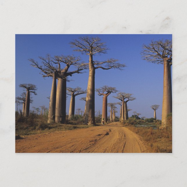 Afrika, Madagaskar, Morondava, Baobab Avenue. Vykort (Framsida)