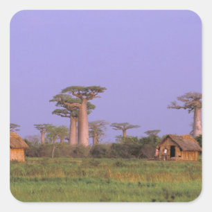 Afrika, Madagaskar, Morondava. Baobaber Fyrkantigt Klistermärke