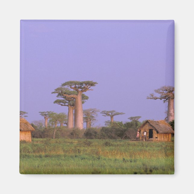 Afrika, Madagaskar, Morondava. Baobaber Magnet (Framsidan)