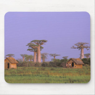 Afrika, Madagaskar, Morondava. Baobaber Musmatta