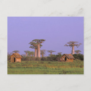 Afrika, Madagaskar, Morondava. Baobaber Vykort