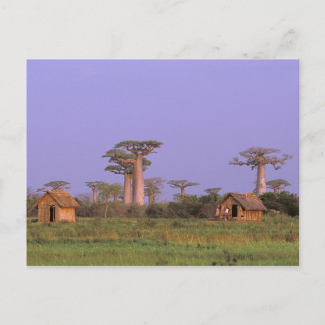 Afrika, Madagaskar, Morondava. Baobaber Vykort (Framsida)