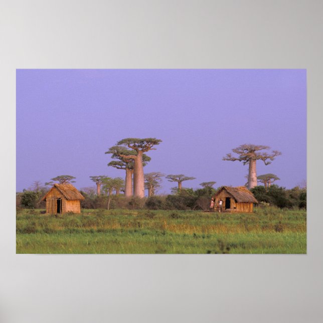 Afrika, Madagaskar, Morondava. Baobabs Poster (Framsidan)