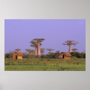 Afrika, Madagaskar, Morondava. Bobabbar Poster